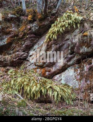 Schöner grüner Farn erhellt durch goldenes Sonnenlicht, rote Felsen bedeckt von dunklem orangefarbenem Moos und schöne Details auf den Felsen Stockfoto
