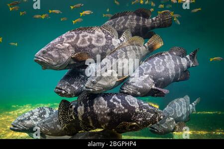 Riesenbarsch oder braun gefleckter Zackenfisch, der unter grünem Meerwasser mit Sonnenbeleuchtung schwimmt. Stockfoto