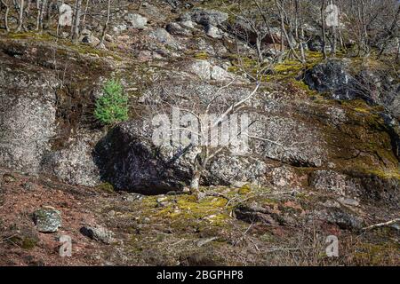 Kurviger, weißer Baum ohne Blätter, der durch goldenes Sonnenlicht erhellt wird, junger immergrüner Baum, moosbedeckte Felsen einer steilen Klippe im Wald Stockfoto