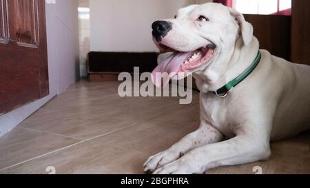 Lächelnder Hund Dogo Argentino, der sich in einem Zimmer eines Hauses ausruht. Stockfoto