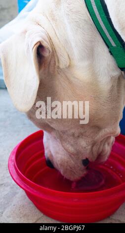 Hund Dogo Argentino Trinkwasser aus einem roten Topf. Stockfoto