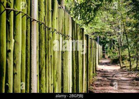 Nahaufnahme eines alten und hohen, grünen Holzzauns im Frühlingswald entlang eines idyllischen Spazierwegs. Gesehen in Deutschland im April. Stockfoto