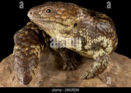 Nördlicher Schindleback-Skink (Tiliqua rugosa palarra) Stockfoto