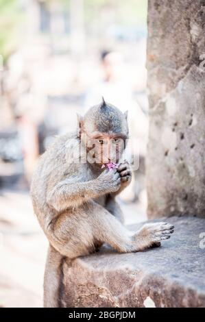 Affen spielen zwischen den Tempeln von Angkor Wat Kambodscha. Stockfoto