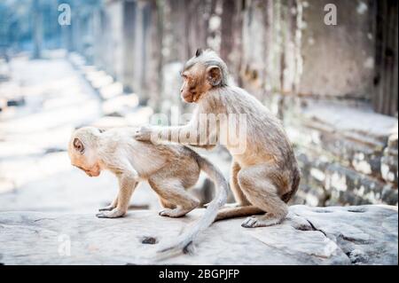 Affen spielen zwischen den Tempeln von Angkor Wat Kambodscha. Stockfoto