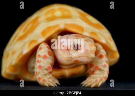 Albino-Rotfußschildkröte (Chelonoidis carbonarius) Stockfoto