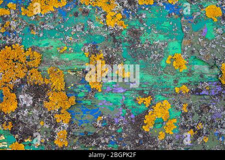 Bunte gelbe Flechten wachsen auf grün und blau bemalten verwitterten Holz mit abblätternder Farbe in einem Nahaufnahme Vollrahmen Hintergrund Textur Stockfoto