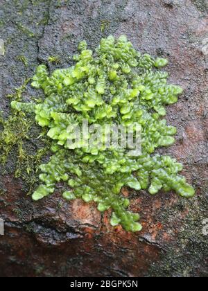 Sogar Scaleort Moos, Radula complanata, ein Cannabinoid Moos aus Finnland Stockfoto