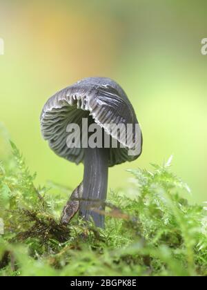 Mycena leucogala (Mycena galopus var. nigra), bekannt als Melkhaube oder der Milchtropfen mycena Stockfoto