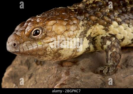 Nördlicher Schindleback-Skink (Tiliqua rugosa palarra) Stockfoto