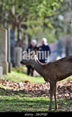 Besprechung. Europäisches Reh Capreolus capreolus auf dem Zentralfriedhof in Wien, Österreich Stockfoto