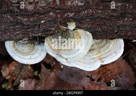 Trametes hirsuta, wie haarig Halterung Pilz bekannt, Pilze aus Finnland Stockfoto