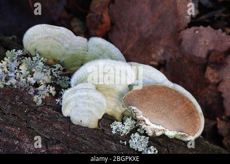 Trametes hirsuta, wie haarig Halterung Pilz bekannt, Pilze aus Finnland Stockfoto