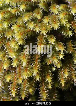 Hedwigia ciliata, bekannt als ausgefranstes Haufenmoos oder Weißkieselmoos Hedwigia ciliata Stockfoto