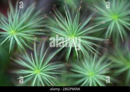 Polytrichum commune, bekannt als gemeines Haarschutzmoos, großes goldenes Frauenhaar oder große Goldlöckchen Stockfoto