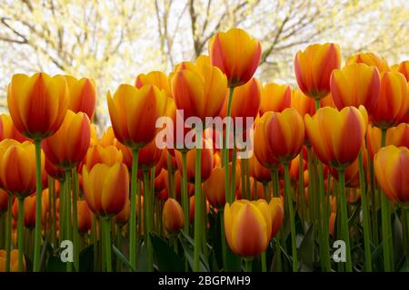 Farbtulips in Istanbul. Schöne Farbtulips in einem Garten Stockfoto