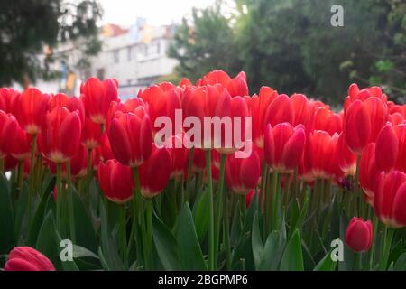 Blühende rote Tulpen im abendlichen Frühlingsregen Stockfoto