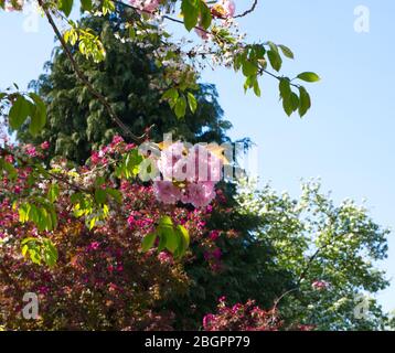 Kanzan Cherry Tree - Frühling Blossom Herrlichkeit gekrönt von der schönsten von allen. Prächtige Nelkenartige Cluster aus weißen und rosa Blüten Stockfoto