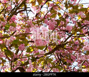 Kanzan Cherry Tree - Frühling Blossom Herrlichkeit gekrönt von der schönsten von allen. Prächtige Nelkenartige Cluster aus weißen und rosa Blüten Stockfoto