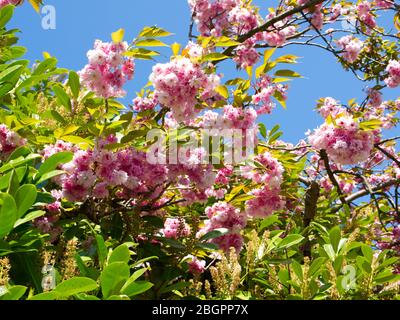 Kanzan Cherry Tree - Frühling Blossom Herrlichkeit gekrönt von der schönsten von allen. Prächtige Nelkenartige Cluster aus weißen und rosa Blüten Stockfoto