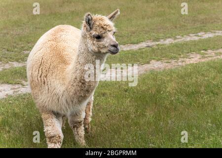 Maulkorb aus flockenden Alpaka im grünen Feld, aufgenommen in hellem Frühlingslicht bei Wanaka, Otago, South Island, Neuseeland Stockfoto