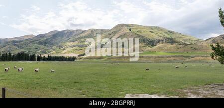 Landschaft mit Schafherden in grüner hügeliger Landschaft, aufgenommen in hellem Frühlingslicht in der Nähe von Tarras, Otago, Südinsel, Neuseeland Stockfoto