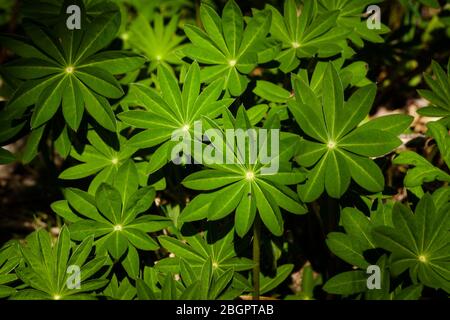 Lupinenblätter, Lupinus polyphyllus, in einem Wald in der Nähe des Sees Vansjø in Østfold, Norwegen. Stockfoto