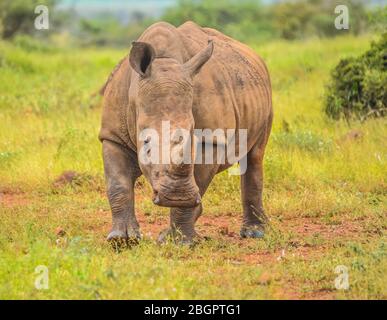 Porträt eines großen weißen Rhinozeros oder Rhinos isoliert auf Weiß, das im Kruger Nationalpark während der Safari aufgenommen wurde Stockfoto