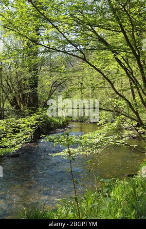 Kleiner Bach umgeben von grünen Bäumen und Gras auf einem Wanderweg nahe Burg Pyrmont in Deutschland an einem Frühlingstag. Stockfoto