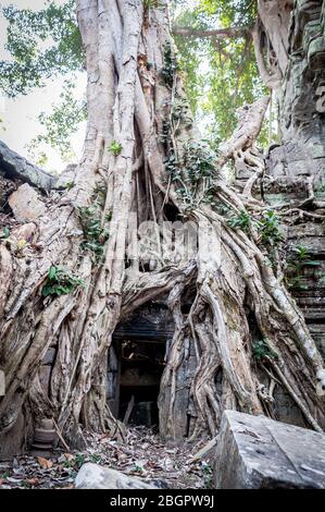 Blick auf den unglaublichen Angkor Wat Tempel in der Nähe von Siem Reap in Kambodscha. Stockfoto