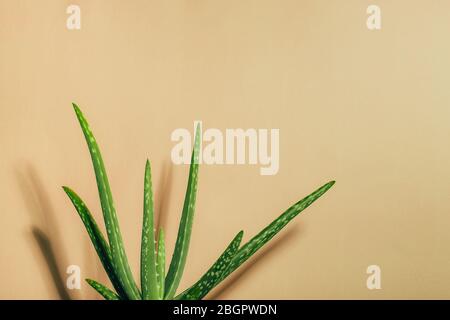 Pflanzen Sie Aloe Vera neben der Wand mit Schatten. Beiger Hintergrund mit Kopierraum. Stockfoto