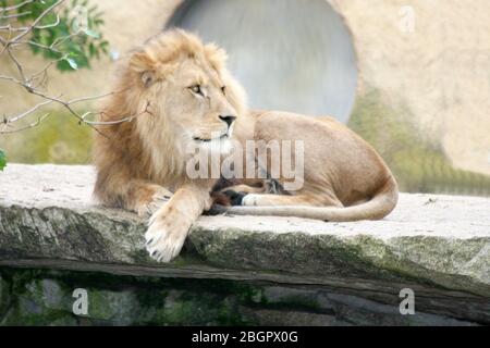 Der Löwe (Panthera leo) ist eine Katzenart der Löwe (Panthera leo) ist eine Art der Katzen Stockfoto