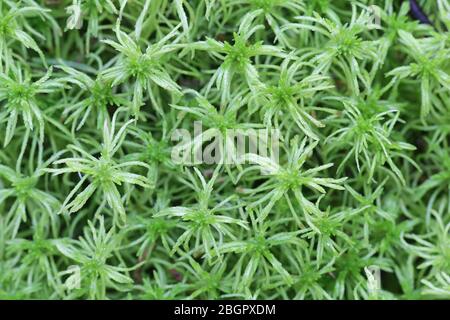 Sphagnum girgensohnii, bekannt als Girgensohn-Moos oder gewöhnliches grünes Torfmoos Stockfoto