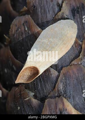 Samen der norwegischen Fichte, Picea abies, auf einem Fichtenkegel, fotografiert im April Stockfoto