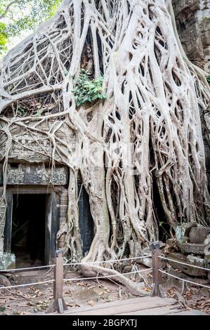 Blick auf den unglaublichen Angkor Wat Tempel in der Nähe von Siem Reap in Kambodscha. Stockfoto