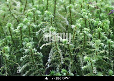 Rhytidiadelphus triquetrus, bekannt als das große Schottelmoos oder raues Gänsehautmoos Stockfoto