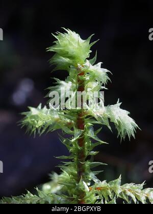 Rhytidiadelphus triquetrus, bekannt als das große Schottelmoos oder raues Gänsehautmoos Stockfoto