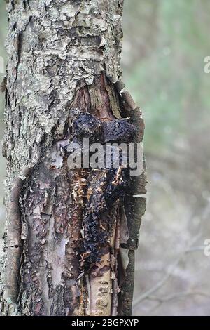 Inonotus obliquus, allgemein bekannt als Chaga, ein Heilpilz aus Finnland Stockfoto