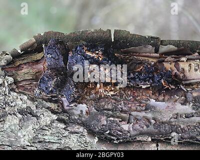 Inonotus obliquus, allgemein bekannt als Chaga, ein Heilpilz aus Finnland Stockfoto