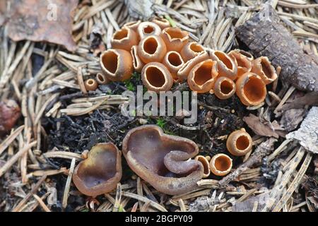 Peziza violacea, bekannt als die violette Fee Tasse oder die violette Tasse Pilz und Geopyxis carbonaria, bekannt als Kohle liebende Elf-Tasse oder gesprochen Lagerfeuer Cu Stockfoto