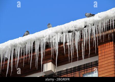 Eiszapfen hängen vom Dach. Tauben warten auf dem Eis. Stockfoto