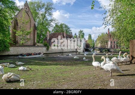 Motorboot mit Gruppe von Touristen schwimmen auf Kanal mit Blick auf den Platz mit Schwäne in der Nähe des Begijnhof in Brügge, Belgien. Bereich für Schwäne Stockfoto