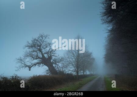 Leere Gasse am nebligen Wintermorgen in den Cotswolds, Oxfordshire, Großbritannien. Fallende alte Eiche, die sich auf einer Neigung zurücklehnen. Stockfoto