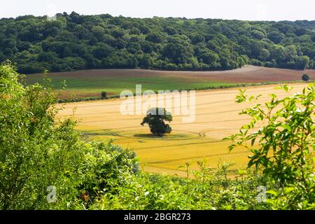 Ein einbiger Baum in einem Ackerfeld mit Traktorgleisen, die um ihn herum laufen, Somerset, England, Großbritannien Stockfoto