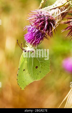 Ein gewöhnlicher Brimstone-Schmetterling (Gonepteryx rhamni) auf einem gemeinen Thistle, (Cirsium vulgare), England Stockfoto