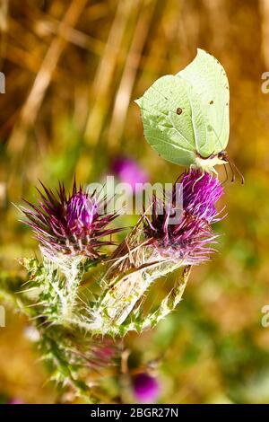 Ein gewöhnlicher Brimstone-Schmetterling (Gonepteryx rhamni) auf einem gemeinen Thistle, (Cirsium vulgare), England Stockfoto