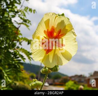 Nahaufnahme einer hellgelben Hollyhock-Blume, England, Großbritannien Stockfoto