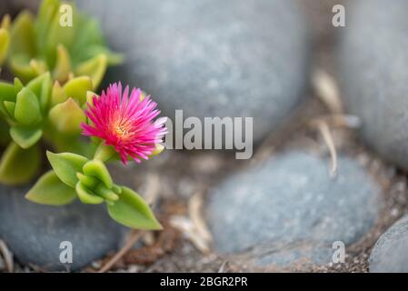 Leuchtend rosa blühende saftige Pflanzung im Steingarten, kleine Sukkulenten blühen mit grünen Blättern Stockfoto