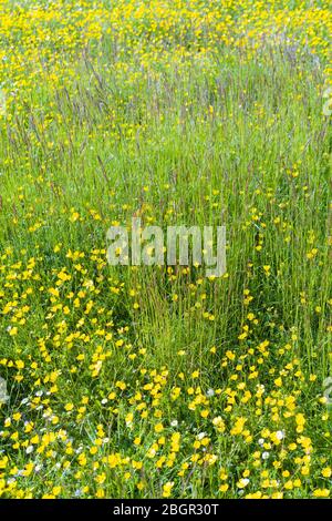 Leuchtend gelbe Butterblumen - Ranunculus - und Gräser auf einer Wiese im Frühjahr / Frühsommer in den Cotswolds, Oxfordshire, Großbritannien Stockfoto