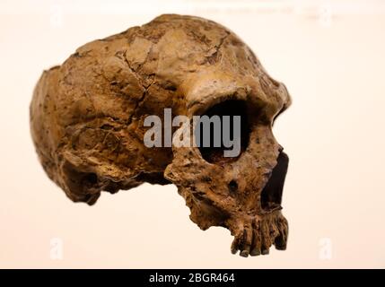 Homo neanderthalensis. Gibraltar 1 Schädel. c. 50.000 bis 30.000 Jahre alt. Mitte-Spät-Pleistozän. American Museum of Natural History, NY. USA. Stockfoto